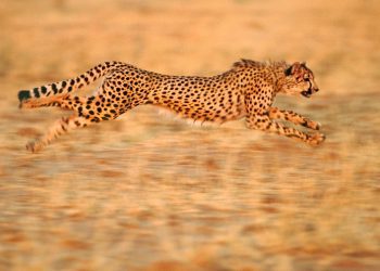 NVMe SSDs in the Cloud: Speed